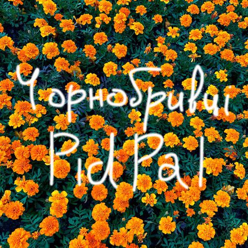 Скачать песню Pidpal - Чорнобривці