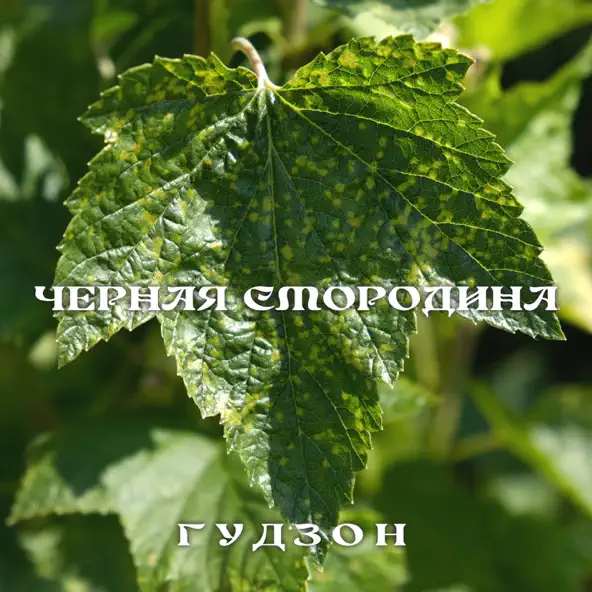 Скачать песню Гудзон - Чёрная Смородина