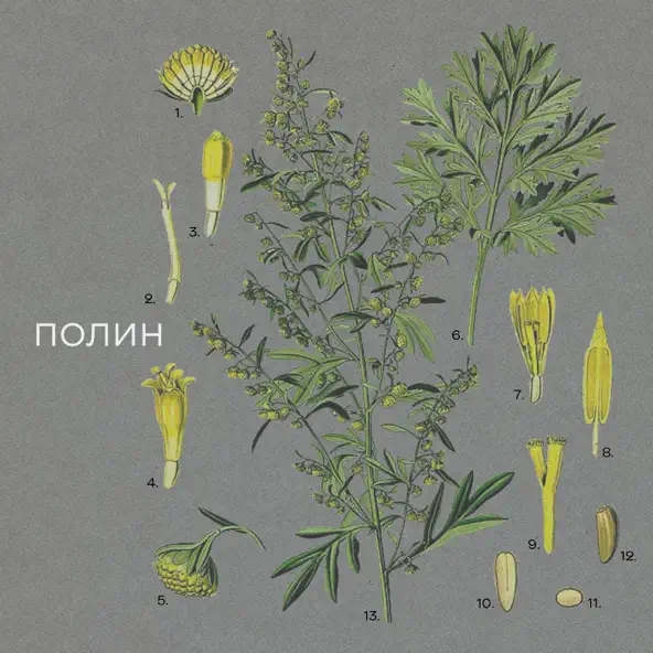 Скачать песню Нікіта Кісельов - Полин